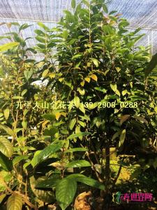 原生防普金花茶