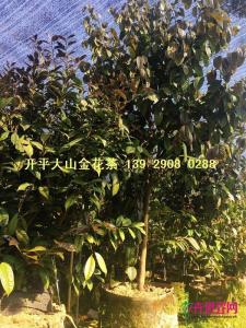 原生防普金花茶