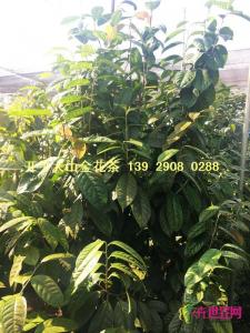 原生防普金花茶