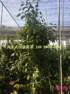 原生防普金花茶