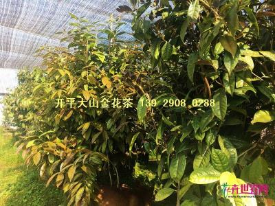 原生防普金花茶