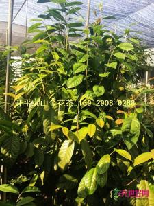 原生防普金花茶