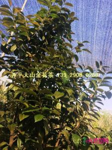 原生防普金花茶