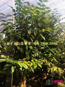 原生防普金花茶
