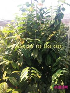 原生防普金花茶